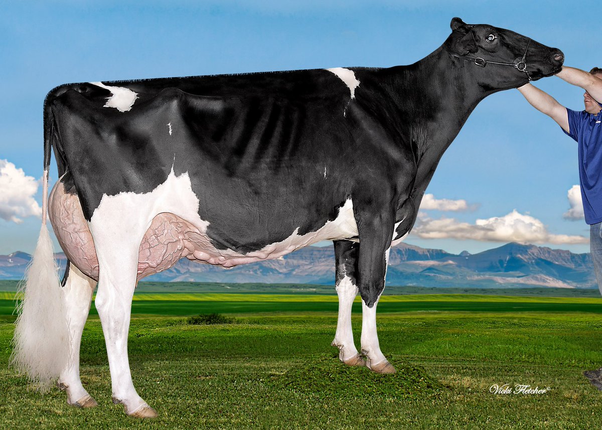New Mars Goldchip Surviver now Ex 92 2E, thank you Skycrest #holsteinpassion