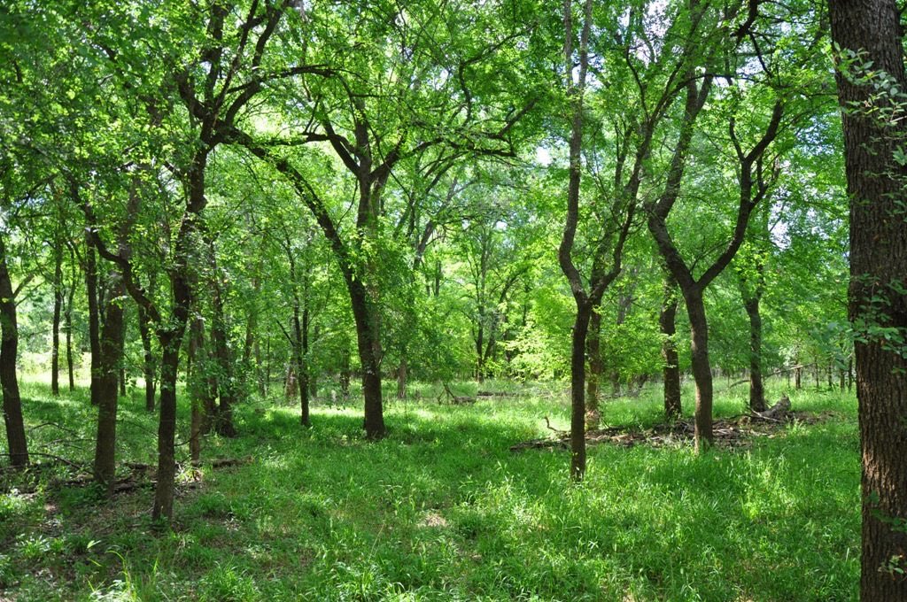 TX_Ranches4Sale's tweet photo. Reduced price! 43 acres that borders the Atascosa River and beautiful old oaks! 

#buylandlivewell #southtexasranches #huntingranch #ranchbroker #landsofamerica #betterouthere https://t.co/uHeJEugFmU
