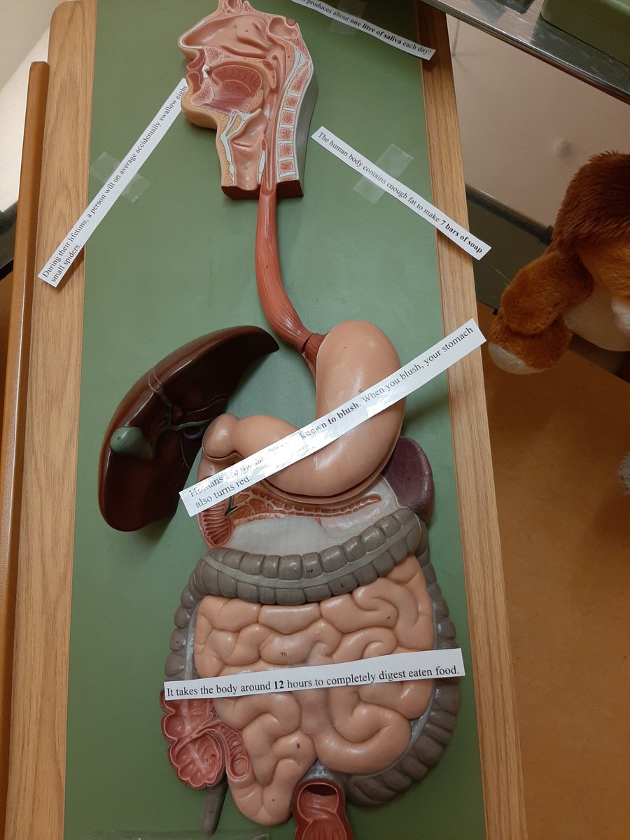 MayoGmit's tweet image. We are already, waiting and excited for some teddy bears to check in @GMITMayoCampus Teddy bear hospital Sunday 17th Nov @scienceirel @MayoDotIE @thecontel @MayoAdvert  @mayonewsliving @Alan_Dillon @MulherinFG @MichaelRingFG  @AllThingsMayo #lovemayocampus #ScienceWeek2019 #mayo