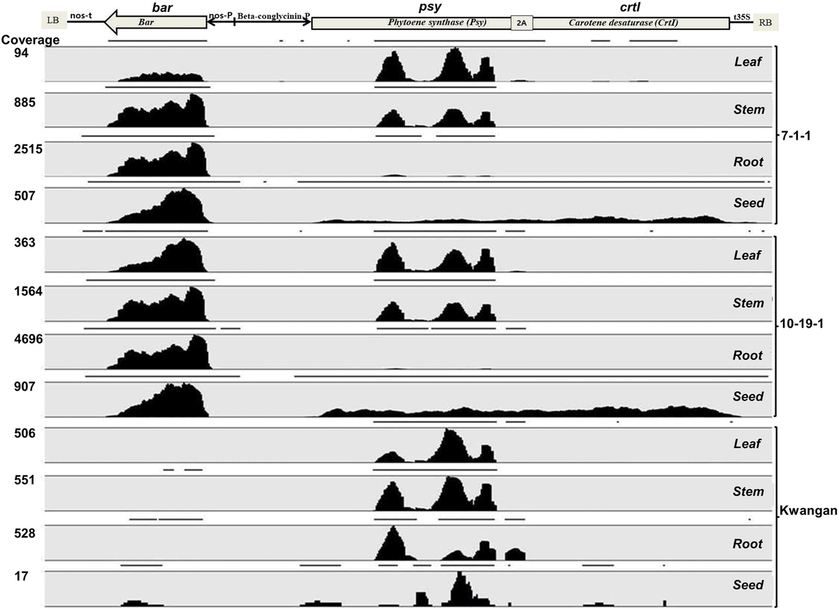 bioinformer's tweet photo. Comparative transcriptome profiling of different tissues from beta-carotene-enhanced transgenic soybean and its non-transgenic counterpart in #PCTOC https://t.co/VY82tLXJJm #RNAseq analysis with @QIAGENBiox CLC #Genomics Workbench | @PlantBiotechJ #AgBioTech #GMO 🍃🌾🧬 https://t.co/PXuu3QQatl