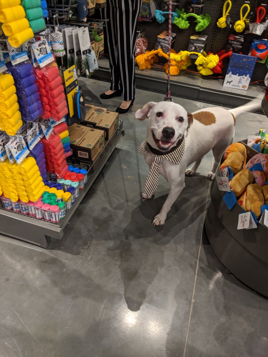 natural pawz near me