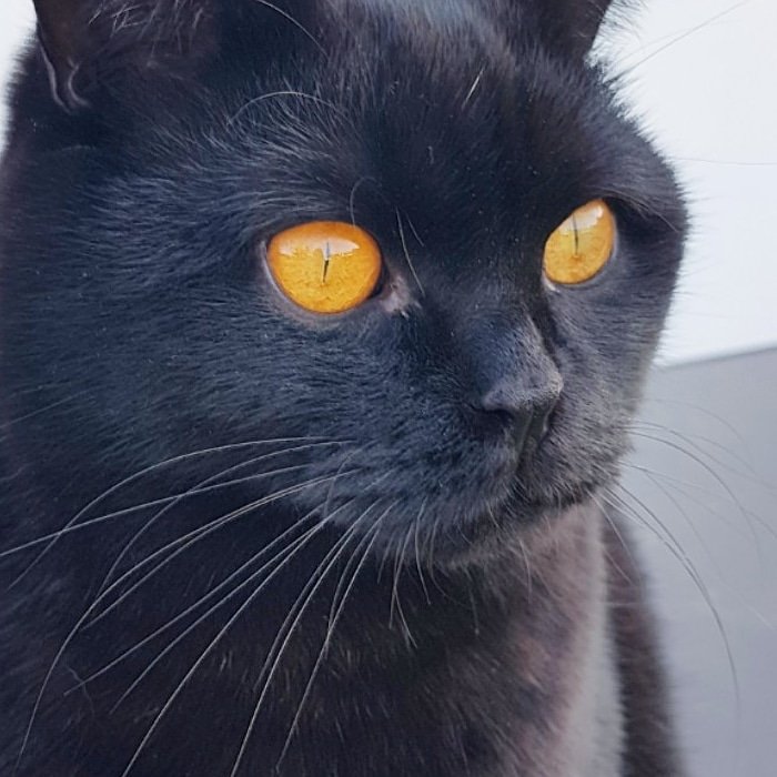 Loki_the_lilac's tweet image. Some people cam be so cruel. We have had horrible comments about my beautiful baby brother on Instagram! Please show #blackcats around the world that they are just as beautiful as any other cat and share this post! 🤬😿🖤