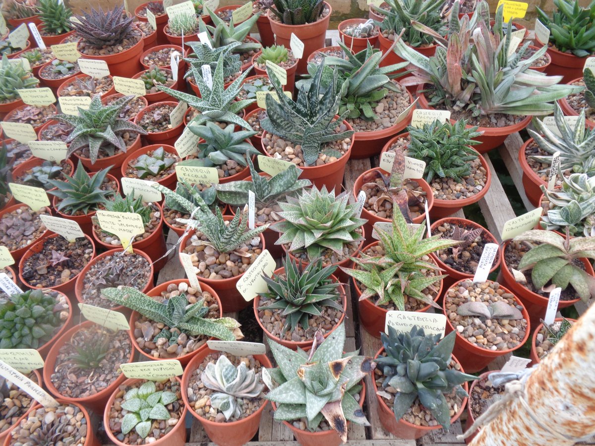 CactusSucculent's tweet photo. That crazy collector is at it again - this time showing off some Gasterias and Gastaloes! #Gasteriacollection #BCSS #CactusSucculent #aloecollection #gasteraloe #kirkstonebotanica #aloecollection #aloefamily https://t.co/10wPo1JoA2