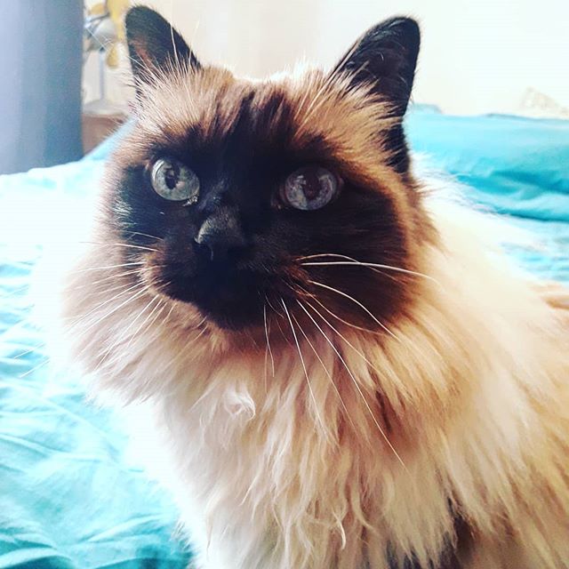 PetLegz's tweet photo. Reposting @sosofifi.so:
.
.
.
.
.

#Cat #Instacat #Instacats #Meow #Instacat_meows #Kitty #Kittycat #Catofinstagram #Cutecat #Catoftheday #Kittylove #Instakitty #Cateye #Catlover #Cateyes #Catlovers #Cutecats #Catlove #Kittens #cats #Catstagram #Kitten #Meow #Gato #ilovemycat https://t.co/fgWU3ctZSI