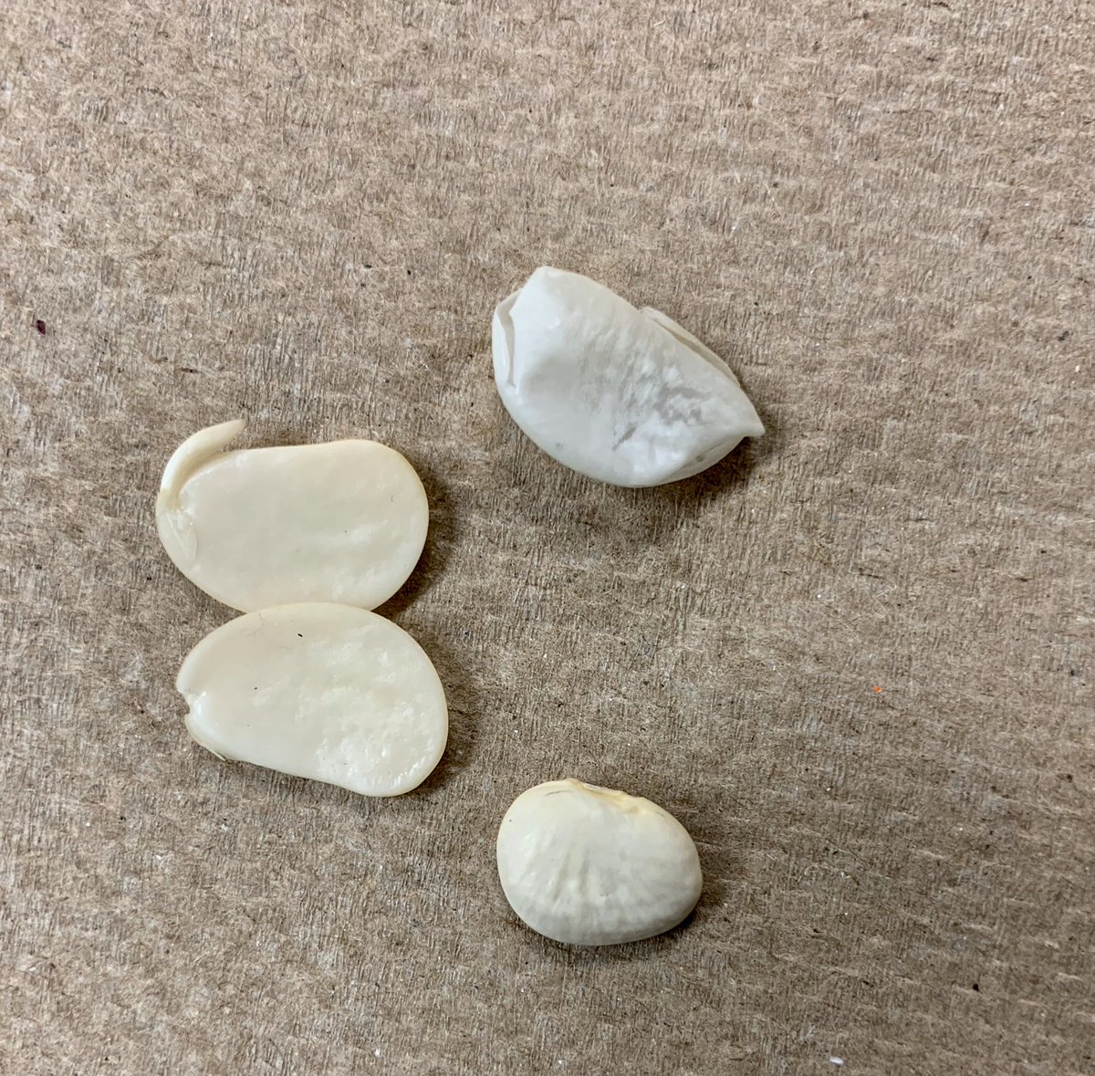 Third grade observed the inside of seeds and learned the role of each part. <a href="/Nantucketaacps/">Nantucket</a> <a href="/AACPS_K5Science/">AACPS Elementary Science Office</a> <a href="/AACountySchools/">AACPS</a> #AACPSBack2AWESOME