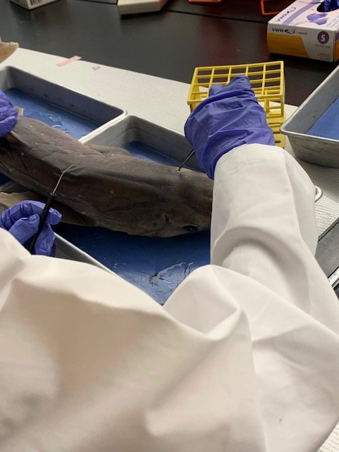 MinutemanHS's tweet photo. This was a great integrated lesson on Sharks given by Technical Assistant Emily Kotwal. This class was complete with a Spiny dogfish, which is the best known species from the shark family. You just never know what you'll see walking around Minuteman! https://t.co/bSst7hwjm2