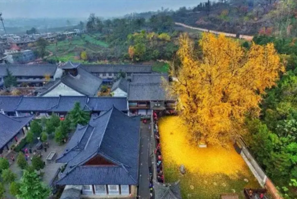 "In Cina, nei pressi del Tempio Buddista Gu Guanyin, si trova un albero di Ginkgo Biloba di circa 1.400 anni di età che ogni anno al sopraggiungere dell'autunno regala uno spettacolo naturale mozzafiato."
