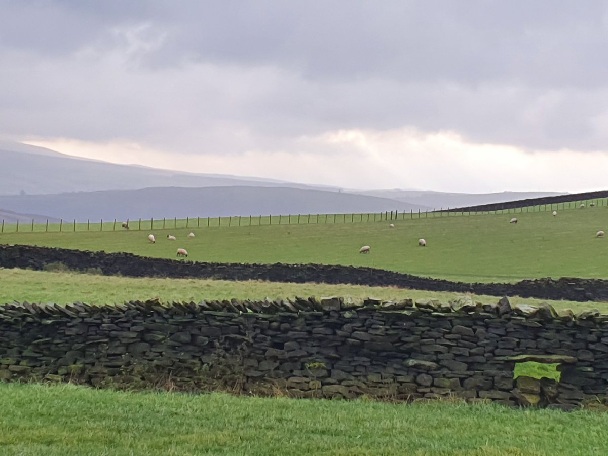 Dalesbrad007's tweet photo. Cold wet showers coming out of the east today on a lazy wind. Tups keen to come for some extra feed now to keep energy levels up. A BFL lamb and two powerful Teeswaters. #sheep365 #yorkshire https://t.co/AcmNppUPGX