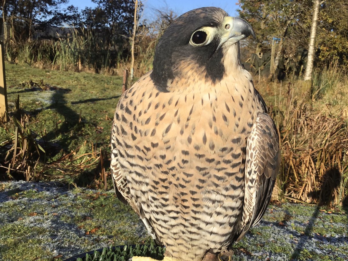 Kintailbop's tweet photo. Star watching eagles flying over as she caught the last few rays of sunshine today. #argyll #autumninscotland #nativebirdsofprey #scotland #lochawefalconry #falconrylochawe #eredinevillage #southlochaweside https://t.co/eDlwrGpMXM