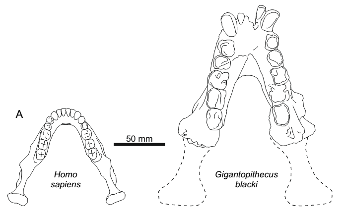 gigantopithecus blacki brain size