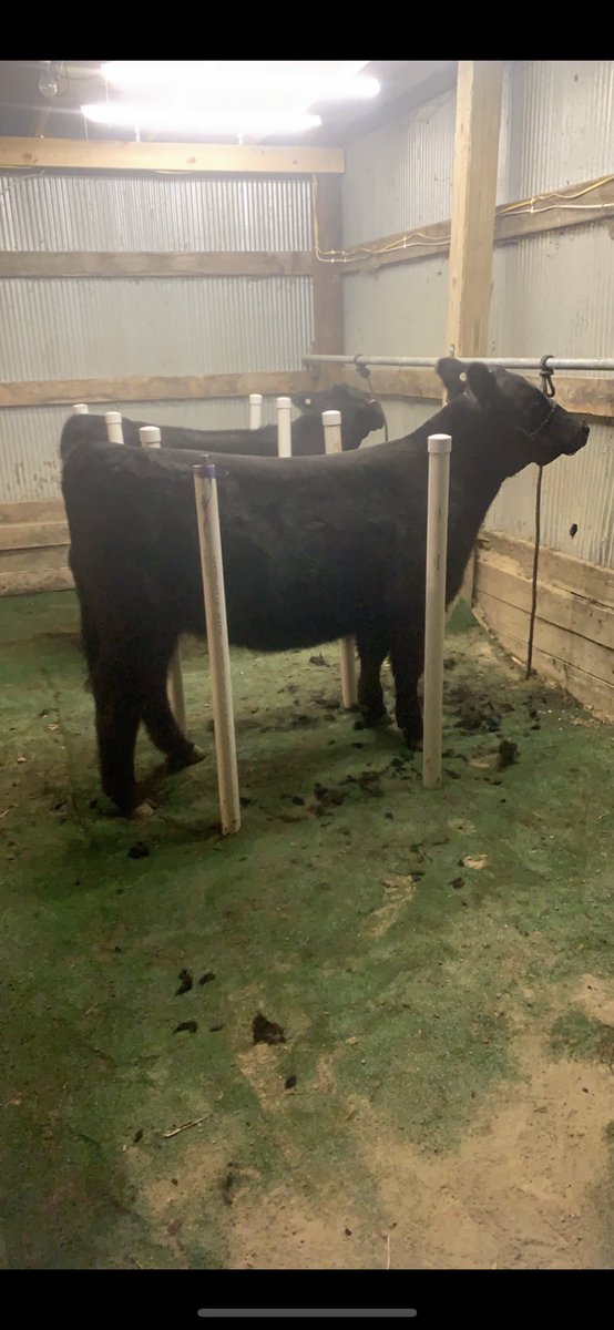 Half blood simmental heifer available. Sired by Pays To Believe, out of an Irish Whiskey/5001 cow. Message me or call/text 712-216-1544 if interested.