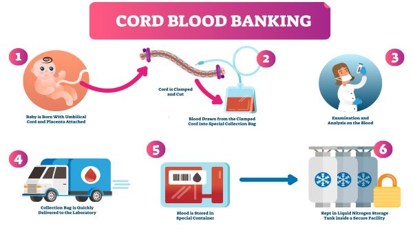 ISSCR's tweet photo. In honor of #WorldCordBloodDay, the #ISSCR has just released a trustworthy resource to help you sort through the fact and fiction around #cordblood banking and donation. #WCBD19 https://t.co/7cbF9Pb6L8 https://t.co/lFddygkpEK
