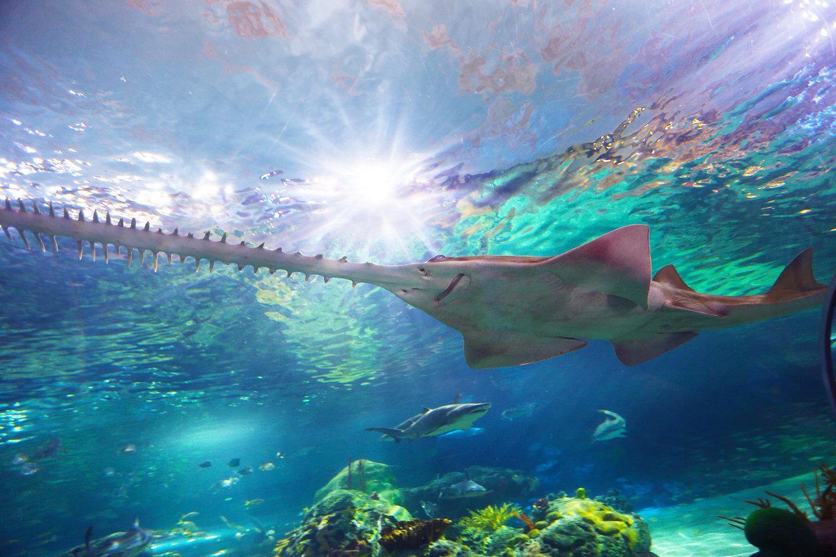 RipleysAquaCA's tweet image. Commonly mistaken for swordfish, sawfish are elasmobranchs meaning their skeleton is made of cartilage (like our ears and nose).

Our female green sawfish is our largest animal at the Aquarium, weighing in at over 400 pounds over 14 feet long from end to end! #FeaturedFishFriday