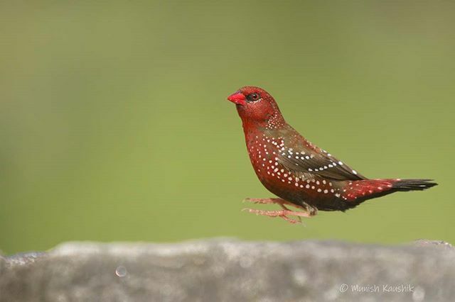 munishk's tweet photo. Red Avadavat
.
.
#birds #birdsofindia #birdsofinstagram #travel #kerala #india #thattekkad #incredibleindia #indianbirds #best_birds_of_ig #best_birds_of_world #travelphotography #canon #canon_official #nationalgeographic #cornelllabofornithology #audobo… https://t.co/OazRg0Ojh8 https://t.co/LuImPyIj3a