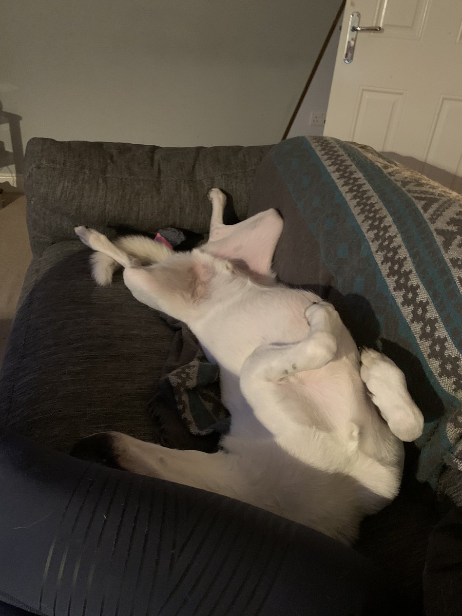 Skatewell22's tweet image. Gus is not impressed, Texas ❤️ #dogsofWFTDA #rollerderby #derbytwitter