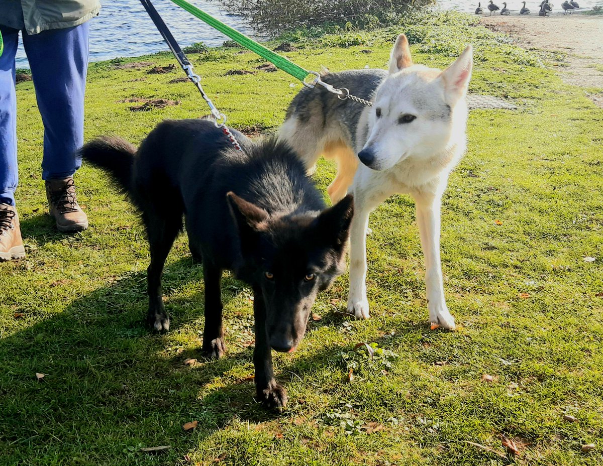 tamaskan's tweet photo. Kale &amp; Otto https://t.co/WmUtucRZEY