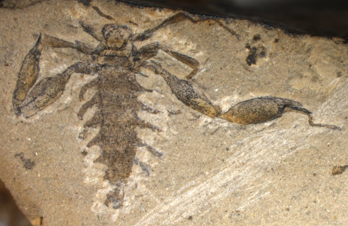 DrRossPiper's tweet photo. Strashila incredibilis - a strange Jurassic insect. Long assumed to be an early flea, parasitising pterosaurs or feathered dinosaurs. Now thought to be a fly, the aquatic or amphibious adults shedding their wings after emergence and mating in the water #insectoftheday https://t.co/ezQxHfkgpM