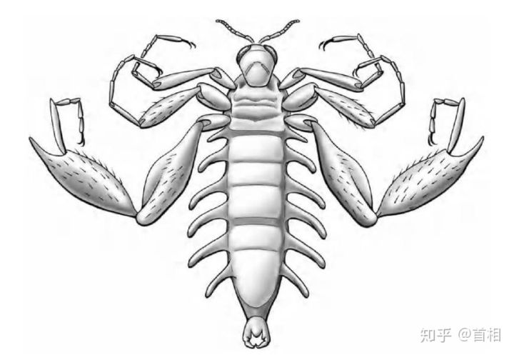 DrRossPiper's tweet photo. Strashila incredibilis - a strange Jurassic insect. Long assumed to be an early flea, parasitising pterosaurs or feathered dinosaurs. Now thought to be a fly, the aquatic or amphibious adults shedding their wings after emergence and mating in the water #insectoftheday https://t.co/ezQxHfkgpM