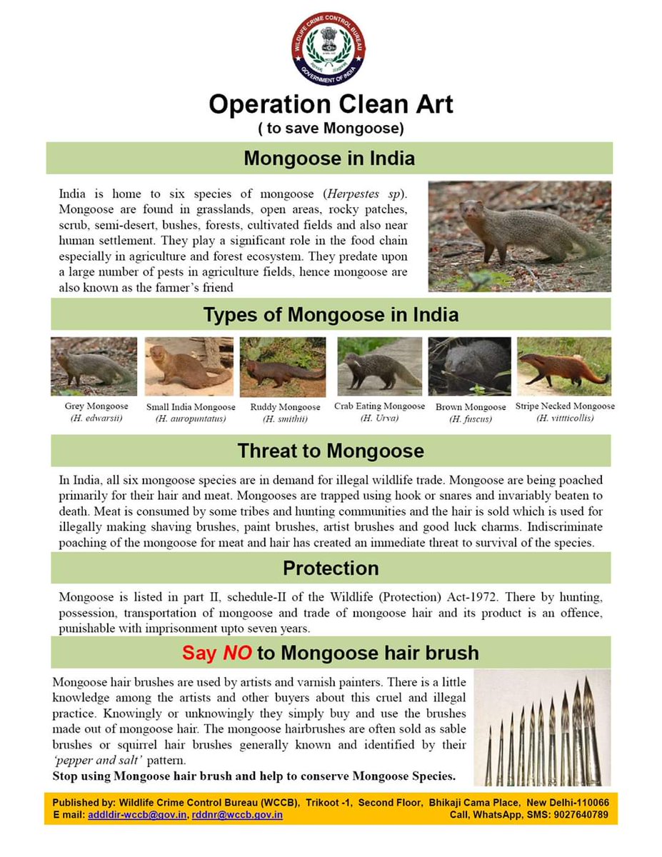 ashish_dagwar's tweet photo. #savewildlife #SavetheWorld #savemongoose #operationcleanart #WCCB @narendramodi @AmitShah @rajnathsingh @PrakashJavdekar @Dev_Fadnavis @nitin_gadkari @BJP4India @BJP4Maharashtra #saynotomongoosehairbrush @ParveenKaswan @susantananda3 @ntca_india @WWF @WWFINDIA @WCT_India https://t.co/2PhMYcVhOh