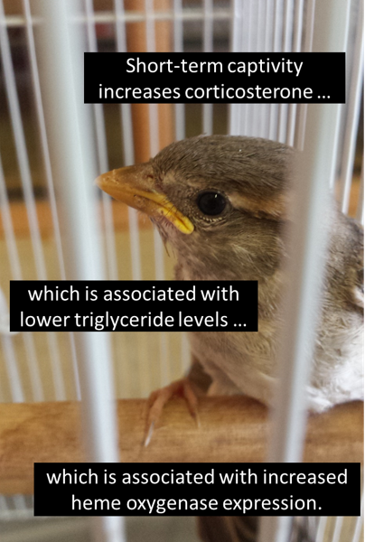 MWButler2's tweet image. Check out the latest #research @LafCol on stress hormones, nutrients, and colorful pigments! PDF available:
authors.elsevier.com/a/1a3hs3v7jMsF…