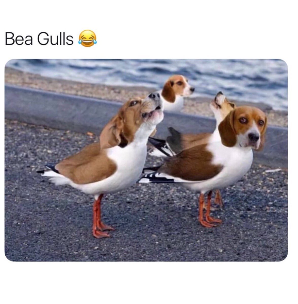 yetithebeagle's tweet image. What happens when you cross #beagles with seagulls?
