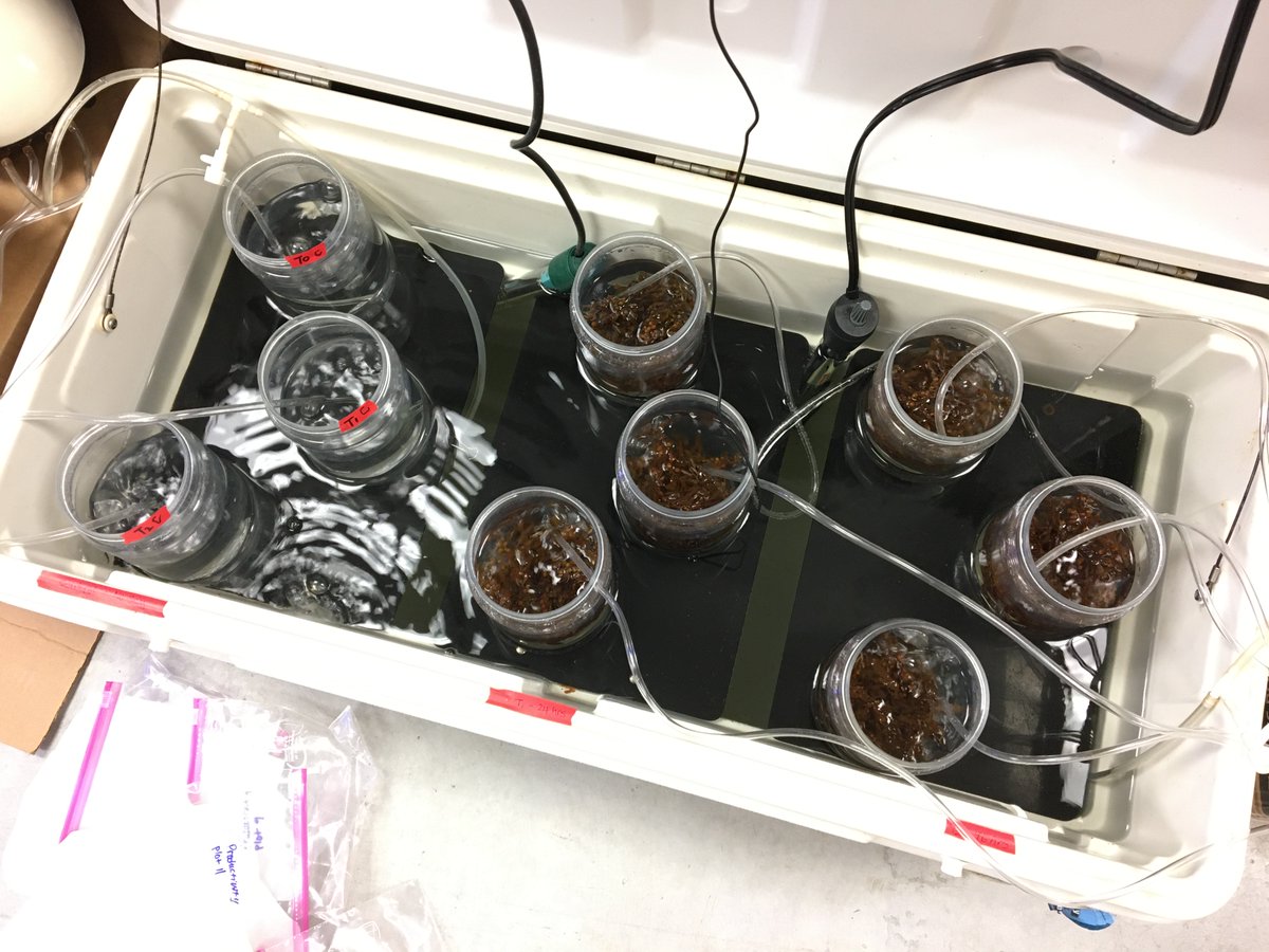 Campbell Global Change Biology Lab (@campbell_gcblab) on Twitter photo Rev up those bubblers! Danielle Hatt, 2nd year Campbell Lab PhD student, is currently running lab experiments to calculate the rates at which decomposing pelagic Sargassum leeches nutrients into the surrounding environment.
<a href="/FIUCASE/">FIU College of Arts, Sciences & Education</a> <a href="/FIUWater/">FIU Institute of Water and Environment (archived)</a> Rev up those bubblers! Danielle Hatt, 2nd year Campbell Lab PhD student, is currently running lab experiments to calculate the rates at which decomposing pelagic Sargassum leeches nutrients into the surrounding environment.
<a href="/FIUCASE/">FIU College of Arts, Sciences & Education</a> <a href="/FIUWater/">FIU Institute of Water and Environment (archived)</a>
