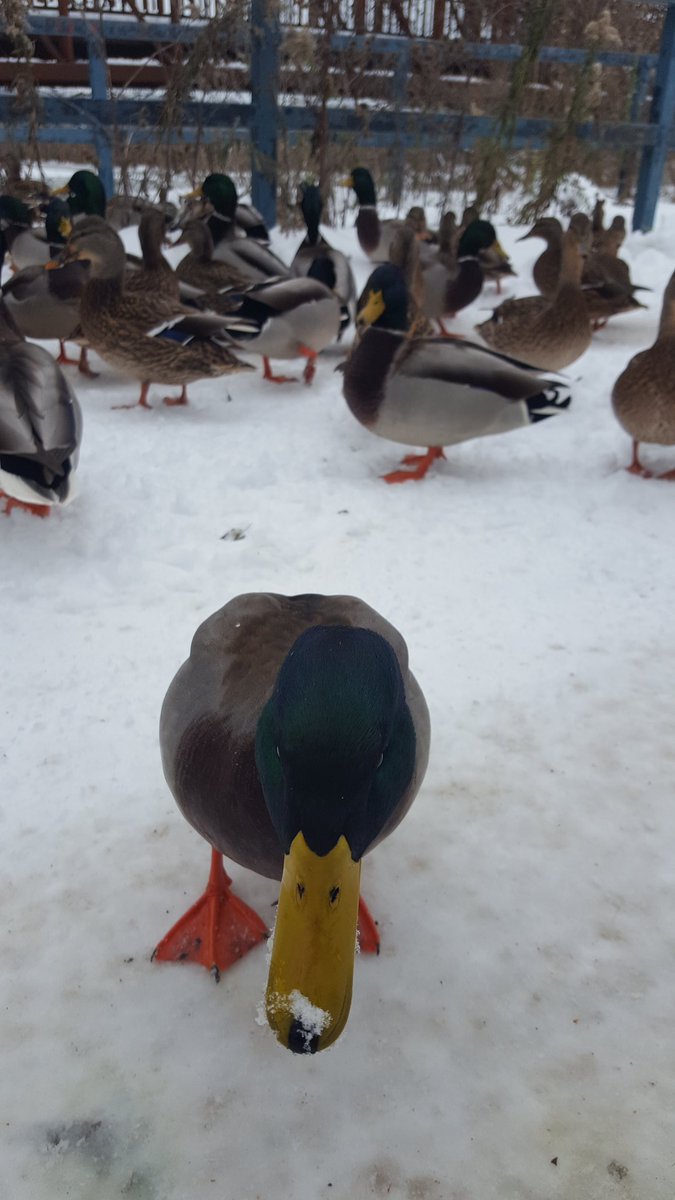 Hello little duck...who bit me 😂
