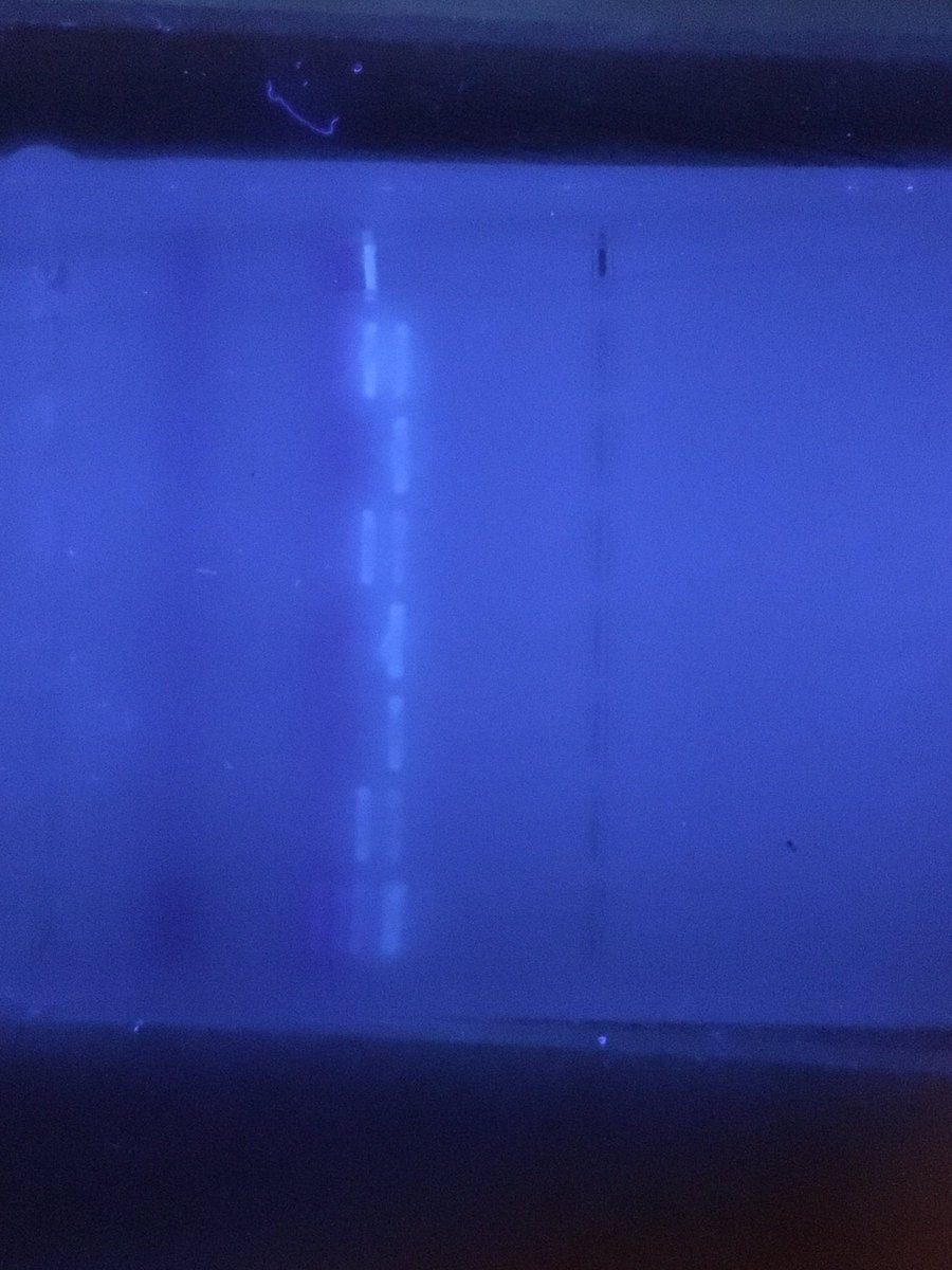 MrsMChem's tweet photo. A genetic component to opioid addiction? Look what I did today! Thanks @BioRadLifeSci #NSTA19 https://t.co/8CNbxKsRoK