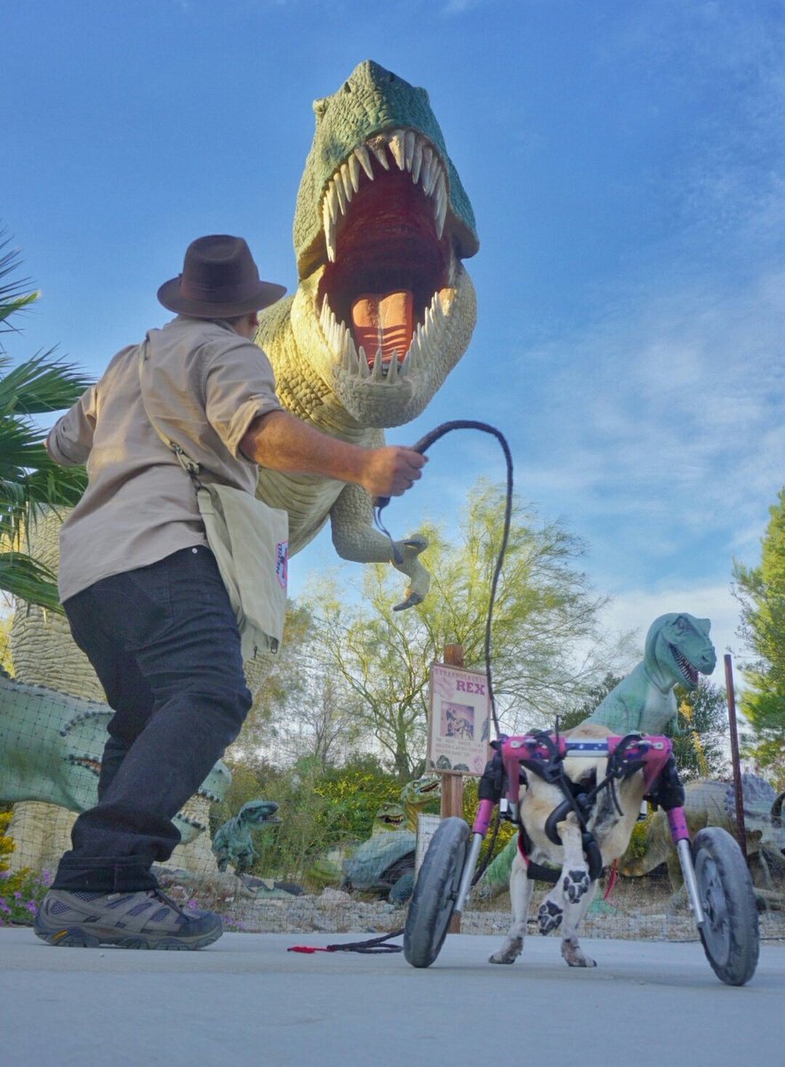 dottythepug's tweet photo. When you are a cute wheelchair pug, but you still gotta fight dinosaurs with your dad @rmrphoto https://t.co/5Cm6XsN2yO