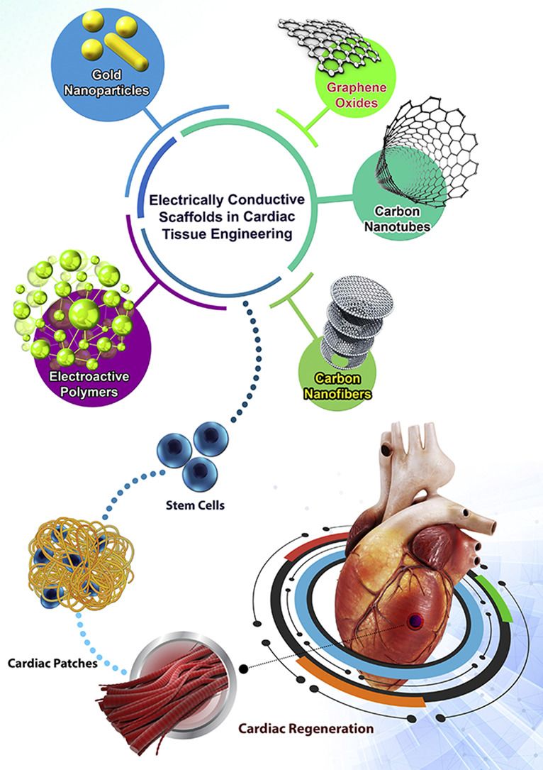 ADDReditors's tweet photo. “Electrically Conductive Nanomaterials for Cardiac Tissue Engineering,” by A Khademhosseini, K Ashtari and Advanced Drug Delivery Reviews. #ADDRjournal #drugdelivery #nanotechnology #nanotube #cardiovasculardisease #conducting polymers Free until Dec 2. https://t.co/khDokRbPE1 https://t.co/j385y10elp