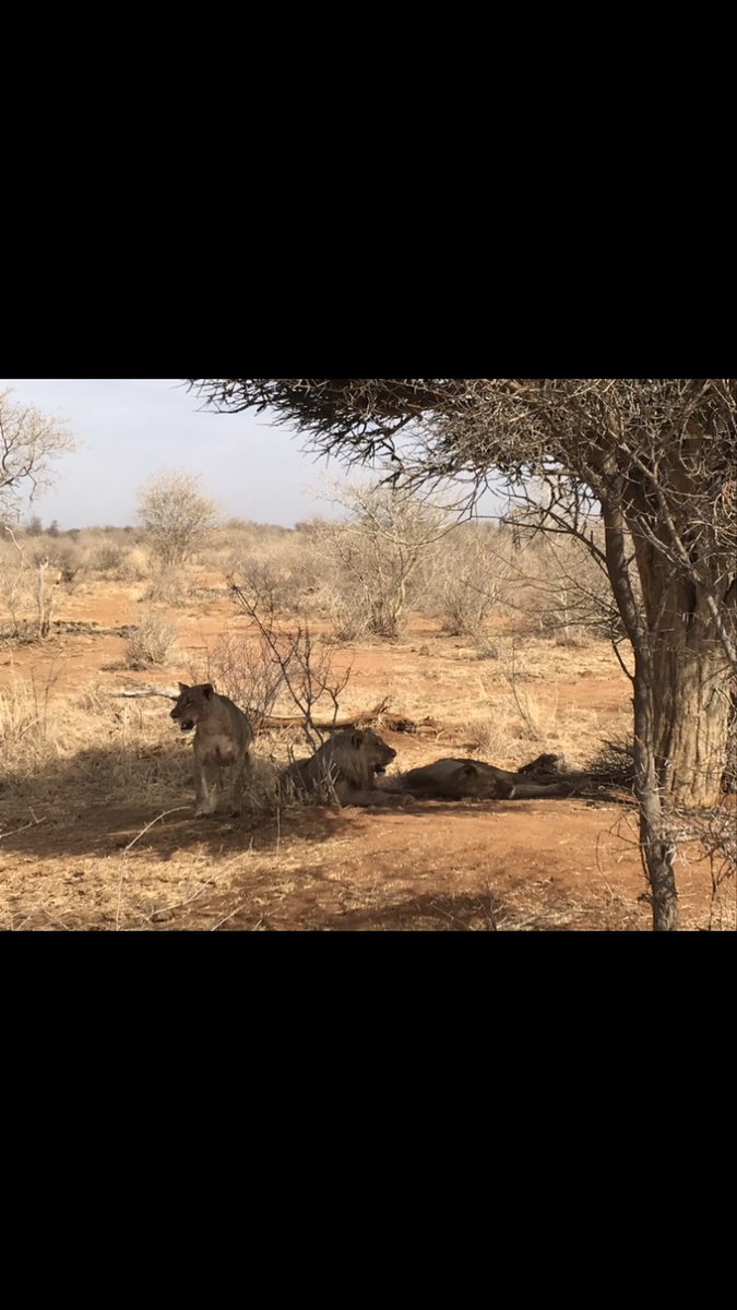David_Mach's tweet image. Went on Safari! Didn’t get eaten.... Stayed with the Flintstones. @TheESOP @SanctuaryRet 
#safari
