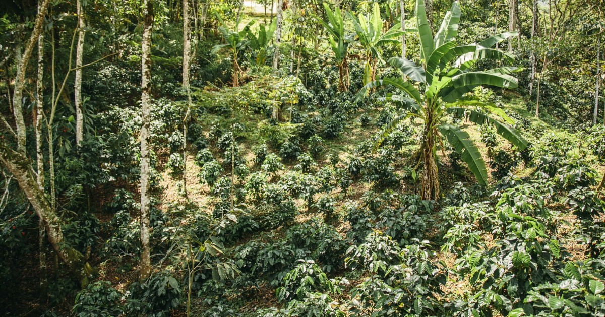 #GroundUp 🌱  | C O L  O M B I A 🇨🇴

Coffee beans are grown on steep slopes, surrounded by trees, to prevent the beans being scorched in the sun. 

#DidYouKnow
Every bean is picked by hand. Each one of the nearly 600,000 coffee producers in Colombia pick every harvest by hand.