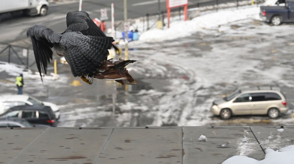 This just happened outside my window <a href="/TorontoStar/">Toronto Star</a> newsroom at 1 Yonge. Not sure whether it's a falcon or a hawk, but a pigeon is definitely lunch. Which reminds me to order Friday sushi.