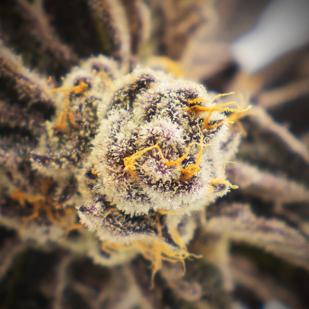 NuvuePharma's tweet photo. He's showing off again. Brandon Kelley is our Head of Horticulture and he just can't help himself. Which one is the prettiest? #SunsetMac #WheresMyCookies or the #Giza?
#NuVue #NuVuePharma #MedicalCannabis #Harvest https://t.co/eOTHl1xx1W