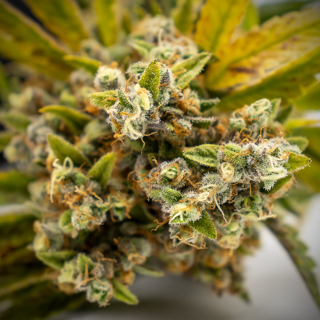NuvuePharma's tweet photo. He's showing off again. Brandon Kelley is our Head of Horticulture and he just can't help himself. Which one is the prettiest? #SunsetMac #WheresMyCookies or the #Giza?
#NuVue #NuVuePharma #MedicalCannabis #Harvest https://t.co/eOTHl1xx1W