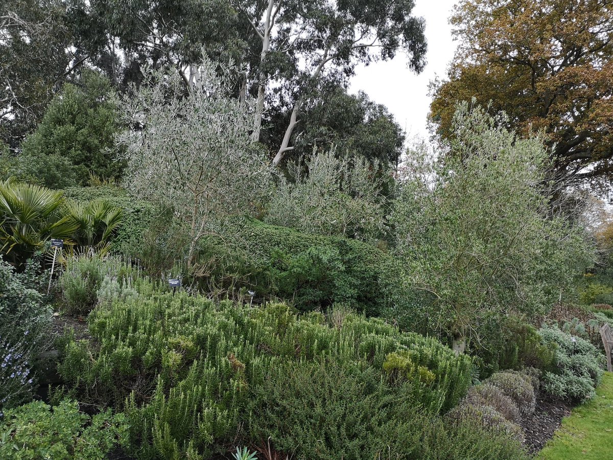 sergiocumitini's tweet photo. So happy to see olives in the Olive tree 'Cipressino' well done @SabatinoUrzo you managing the Mediterranean terrace in a great way https://t.co/12JpPihKLI
