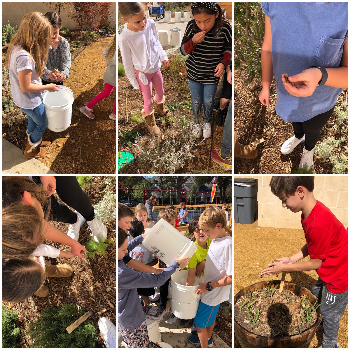 MrsGriffithBR's tweet photo. To say we had fun with @TheFarmer_Kim today would be an understatement! Not only did we crunch dead leaves to add Nitrogen to our garden soil, we also got to sample the fresh herbs that were planted. Dill and lavender were class favorites! 🍂🍁🌱 @BradfieldBold @reginadumar https://t.co/EMj8bCx3zl