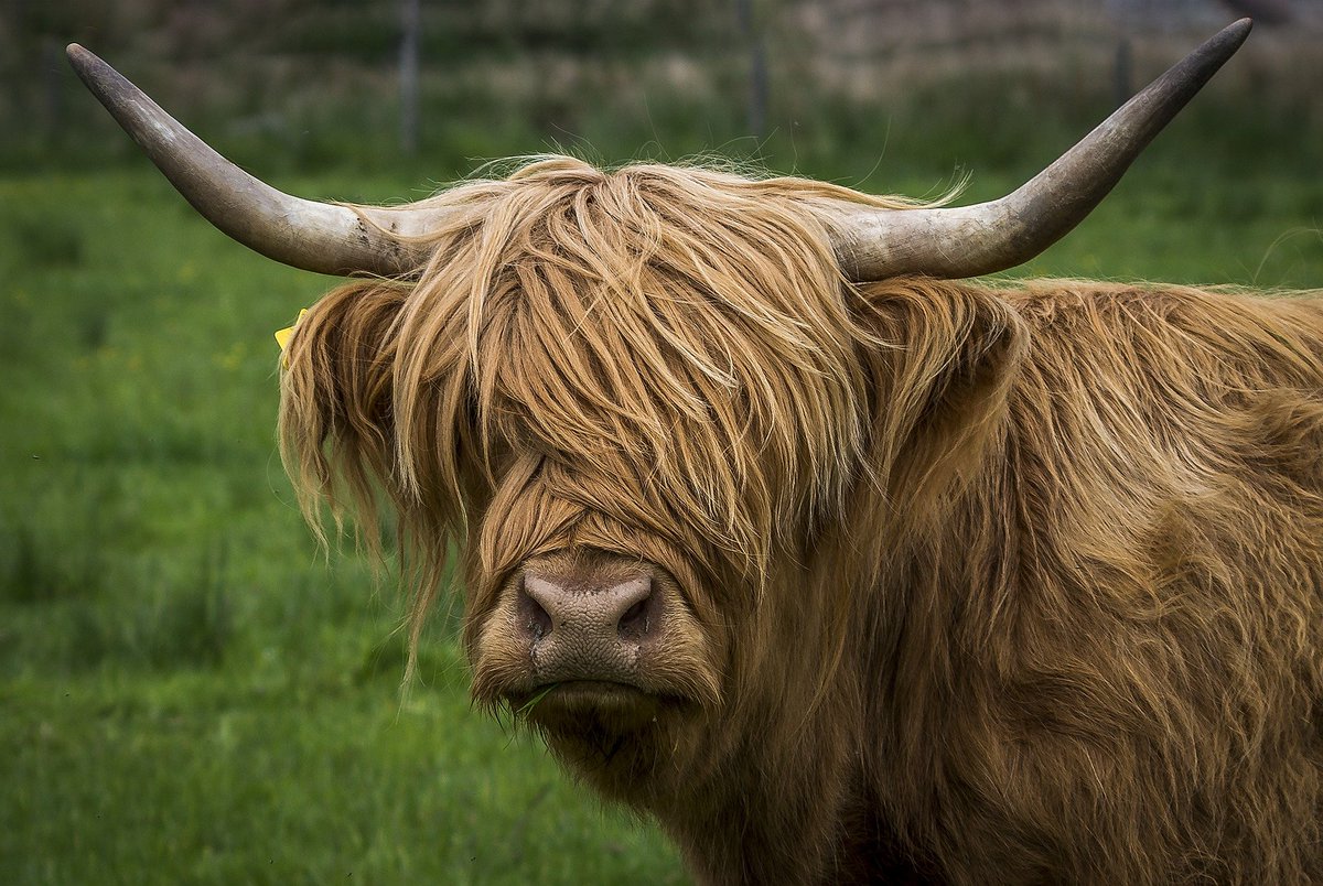 JoAnnDebo's tweet photo. There are few things in this world more adorably impressive than the Highland cow.
#JustSayin #ShouldIGetBangs #HandsomeFella #Scotland https://t.co/MhEkXIyFqV