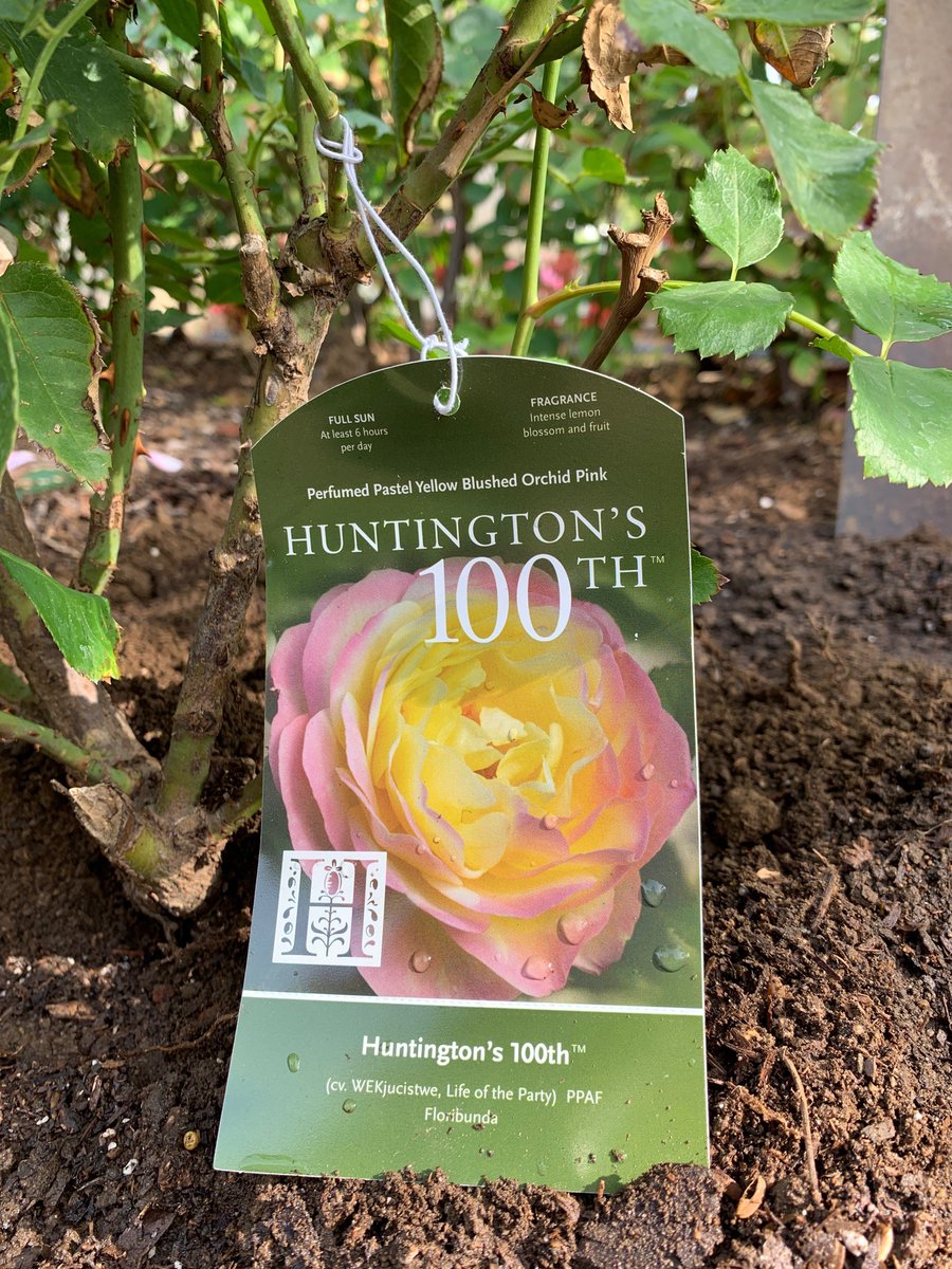 Rose Parade على تويتر Huntington S 100th The Newly Hybridized