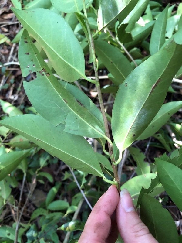 Rachel_EAdams's tweet photo. Hey Twitter! Can you help me identify this tree? DNA barcoding got me to family (Annonaceae) but hoping to get more specific if possible. Found in Quintana Roo, Mexico. No seeds or fruit observed in December. Thanks! 🌿#treeID #botany #tropicalforest https://t.co/YfrdPK0BTl