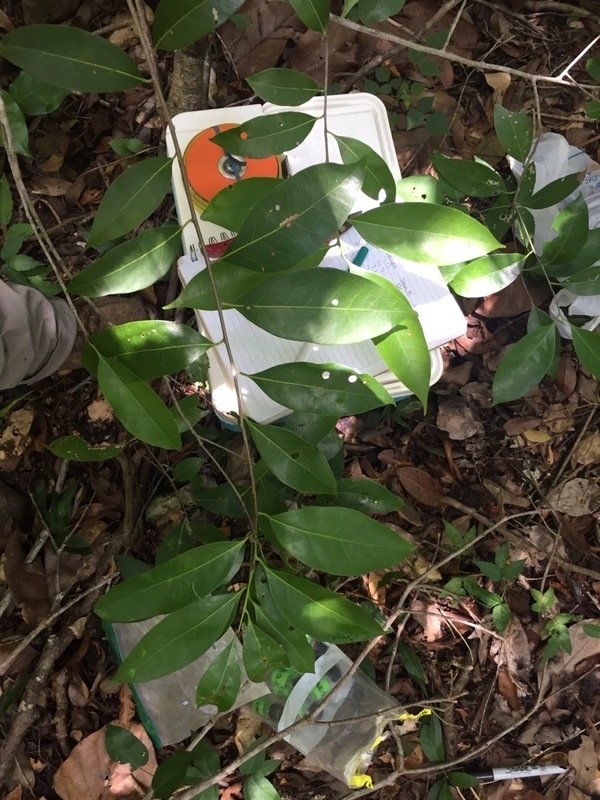 Rachel_EAdams's tweet photo. Hey Twitter! Can you help me identify this tree? DNA barcoding got me to family (Annonaceae) but hoping to get more specific if possible. Found in Quintana Roo, Mexico. No seeds or fruit observed in December. Thanks! 🌿#treeID #botany #tropicalforest https://t.co/YfrdPK0BTl