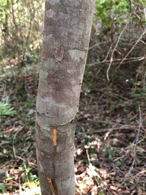 Rachel_EAdams's tweet photo. Hey Twitter! Can you help me identify this tree? DNA barcoding got me to family (Annonaceae) but hoping to get more specific if possible. Found in Quintana Roo, Mexico. No seeds or fruit observed in December. Thanks! 🌿#treeID #botany #tropicalforest https://t.co/YfrdPK0BTl