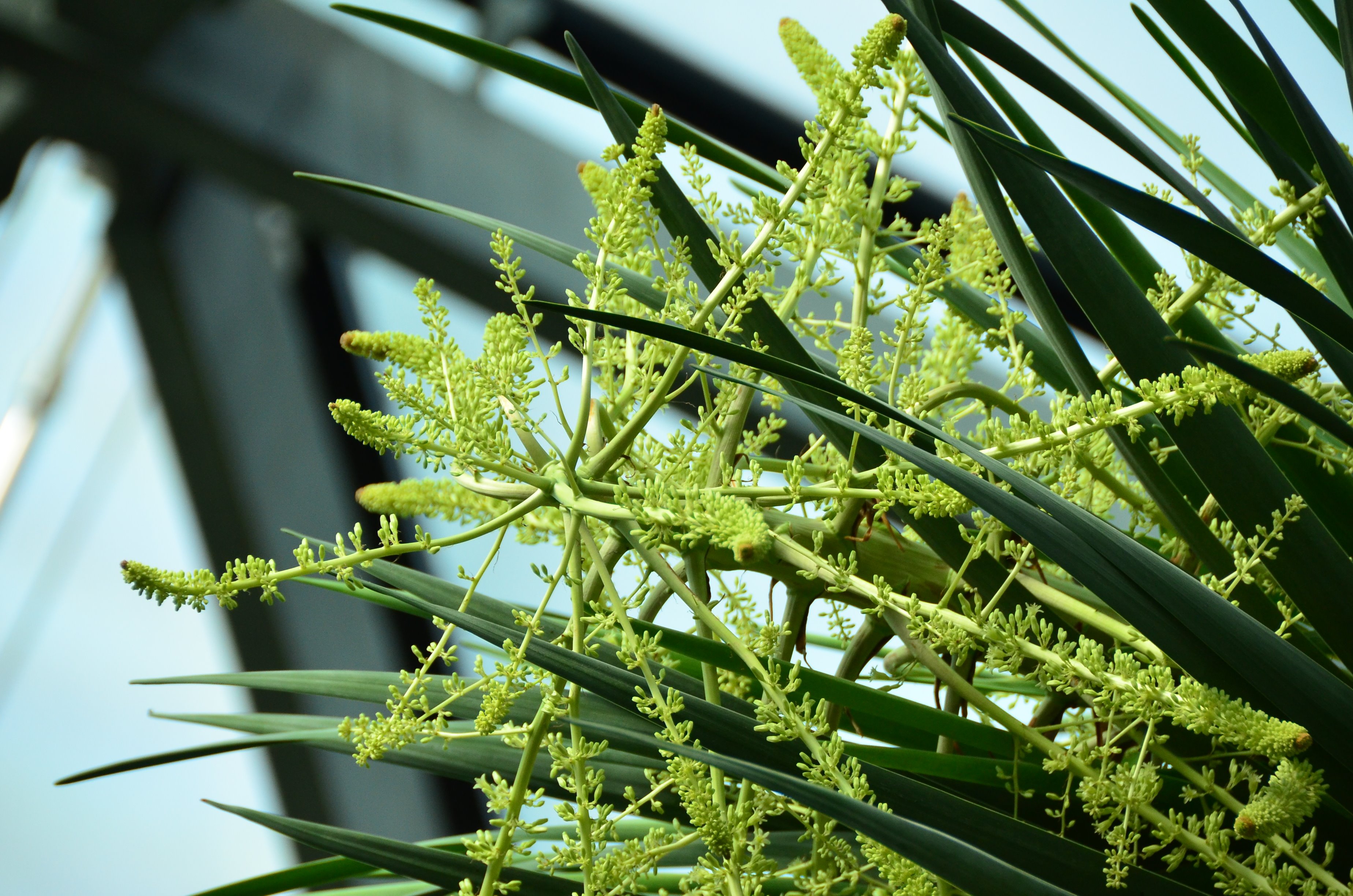 リュウケツジュ Twitter Search Twitter