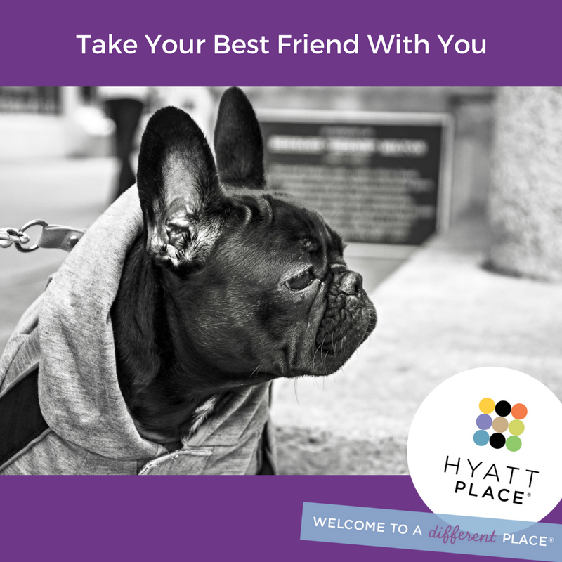 HyattPlaceYYC's tweet photo. Take your best friend with you!

Ask us about our per friendly rooms!

#PetFriendly #HyattPlace #HyattPlaceYYC #WhySettle #Pets https://t.co/eJGCuedbzC