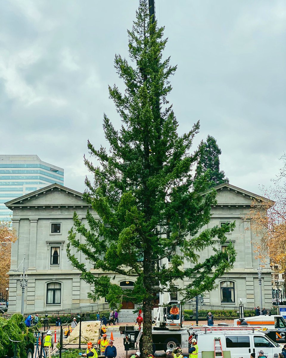 The Pioneer Courthouse Square Holiday Tree is here! 🌲 #thesquarepdx #downtownportland