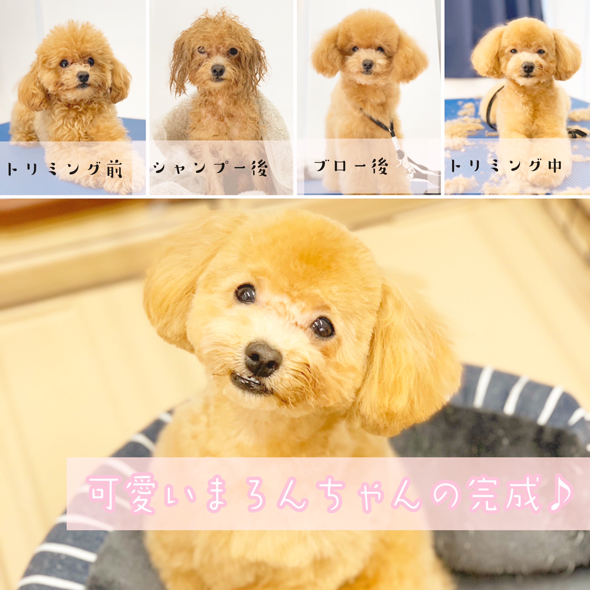 マイクロティーカップカフェ まろんちゃんトリミング もしゃもしゃちゃんから また可愛くなりました トリミング 犬カフェ 秋葉原 マイクロティーカッププードル 豆柴 柴犬 ドッグカフェ 癒し マイクロティーカップカフェ インスタ マイクロティーカップカフェ まろんちゃんトリミング もしゃもしゃちゃんから また可愛くなりました トリミング 犬カフェ 秋葉原 マイクロティーカッププードル 豆柴 柴犬 ドッグカフェ 癒し マイクロティーカップカフェ インスタ