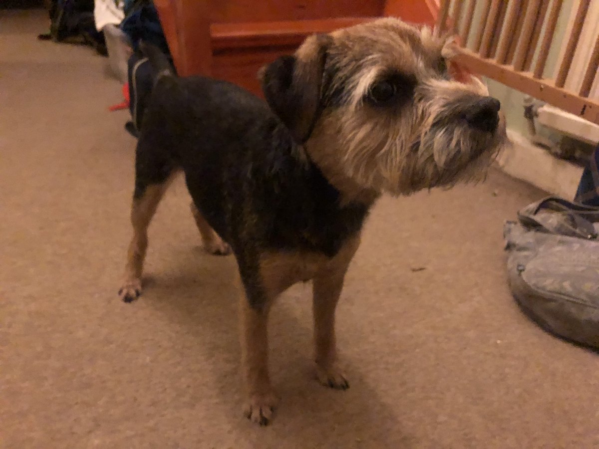 TinkerBurns's tweet photo. It has happened. We are apparently very beautiful and velvety and cuddly and (whispers) more trim (Ferg) than M thought we were or could be. Pffftttt! https://t.co/aH055fCLuq