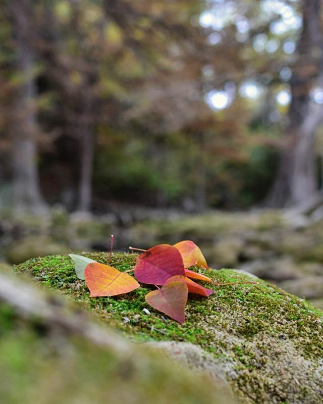 texiantea's tweet photo. I 🧡 November 
#igtexas #country_features #rural_living #mcl_rural #raw_country #renegade_rural 
#texasthroughherlens #trb_rural #nature_hippys_  #raw_depthoffield #raw_allnature #tv_fadingbeauty #filthyflora https://t.co/BVZsKmhUWg https://t.co/DNs90sFDEw