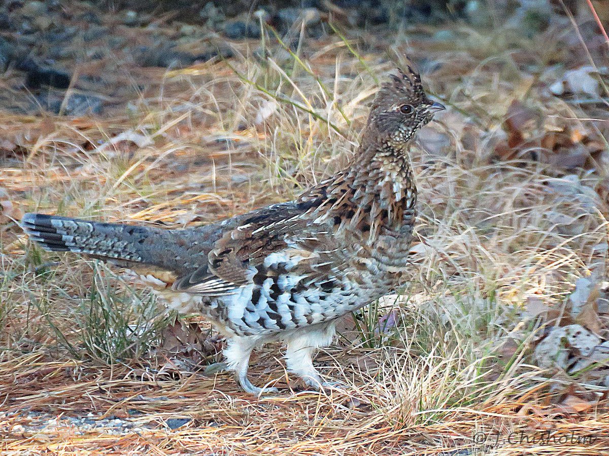 ruffed grouse