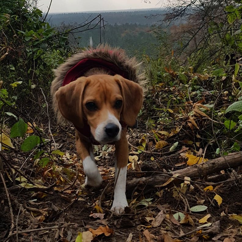 Ragis from @beaglefreedom exploring Berlin's wilderness. Who could have thought that there is whole world outside the lab's walls?
#CrueltyFree